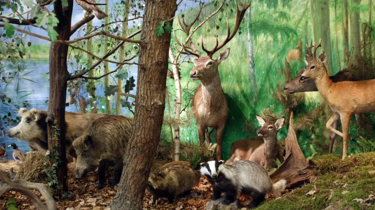 Wielkopolski Park Narodowy zwierzęta: dziki, jelenie, borsuki i ptactwo wodne w leśnej scenerii.