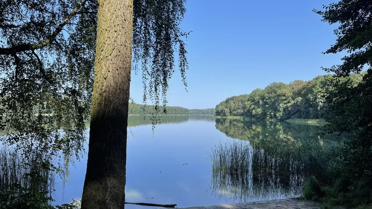 Spokojne jezioro Góreckie odbija błękitne niebo i zielone drzewa. Na pierwszym planie pień drzewa i piaszczysty brzeg.