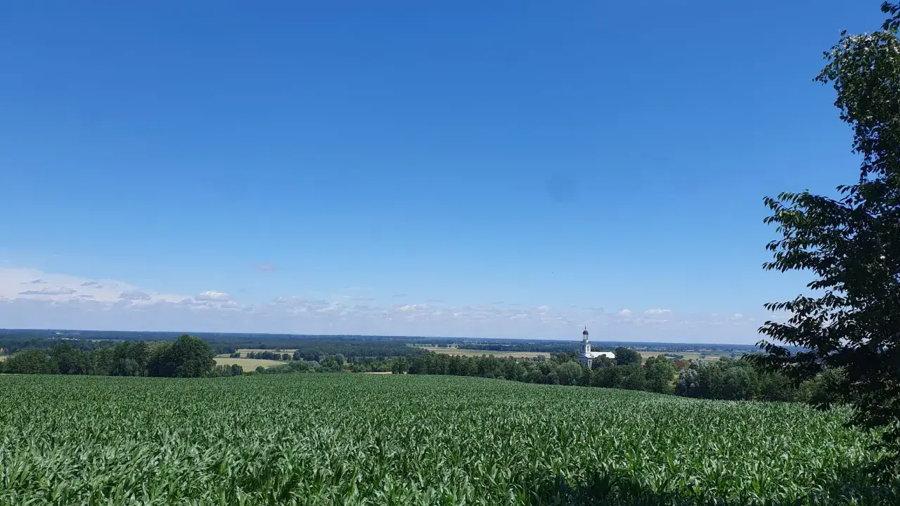 Zielone pole kukurydzy pod błękitnym niebem, w oddali kościółek i drzewa. Prawdziwa szwajcaria żerkowska.