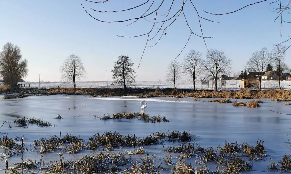 Zimowe jezioro średzkie, zamarznięte, z dwoma łabędziami na lodzie. W tle drzewa i zabudowania.