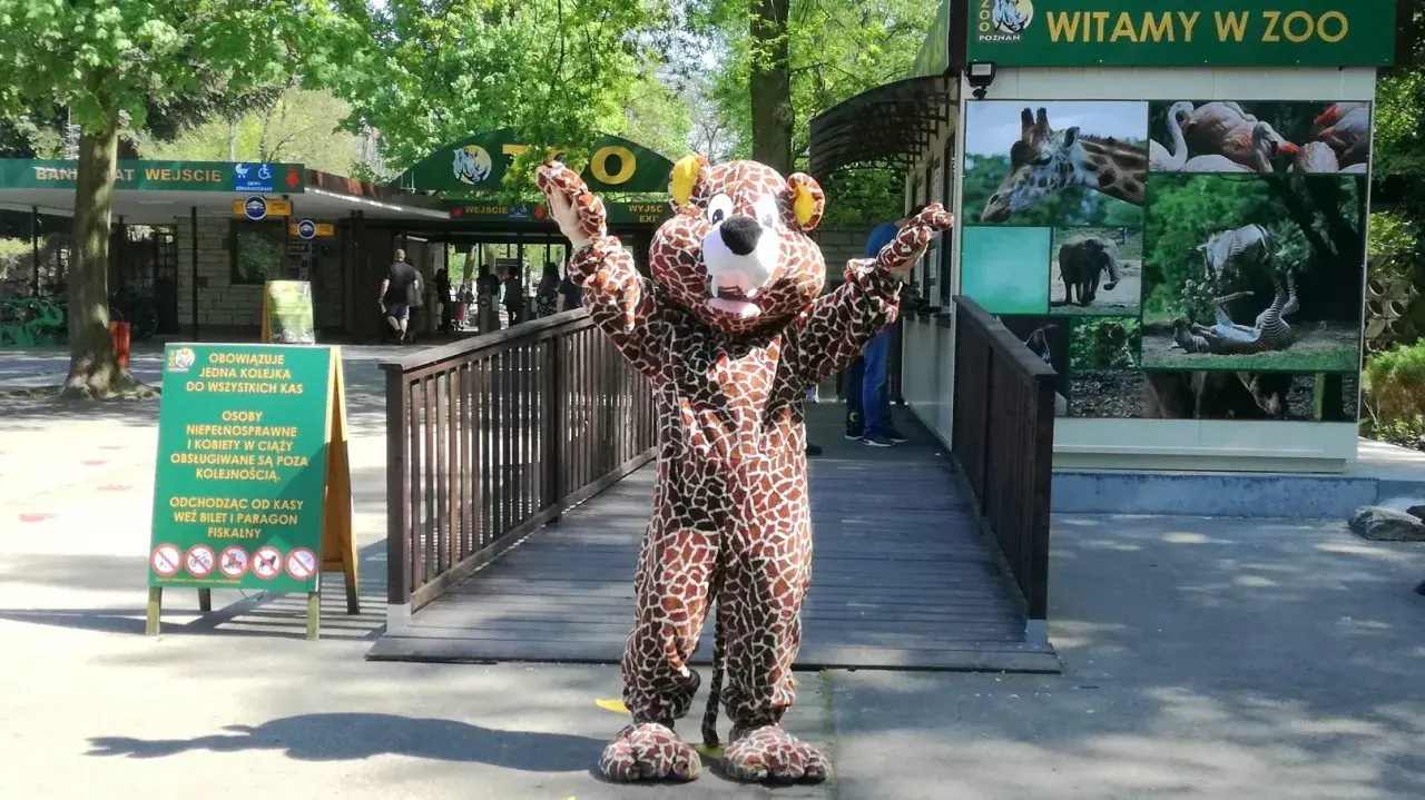 Pluszowy żyrafa wita gości w poznańskim zoo. Wesoła poznańska majówka w towarzystwie zwierząt.