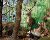 Wielkopolski Park Narodowy zwierzęta: dziki, jelenie, borsuki i ptactwo wodne w leśnej scenerii.