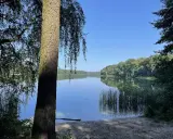 Spokojne jezioro Góreckie odbija błękitne niebo i zielone drzewa. Na pierwszym planie pień drzewa i piaszczysty brzeg.