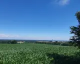 Zielone pole kukurydzy pod błękitnym niebem, w oddali kościółek i drzewa. Prawdziwa szwajcaria żerkowska.