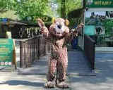 Pluszowy żyrafa wita gości w poznańskim zoo. Wesoła poznańska majówka w towarzystwie zwierząt.