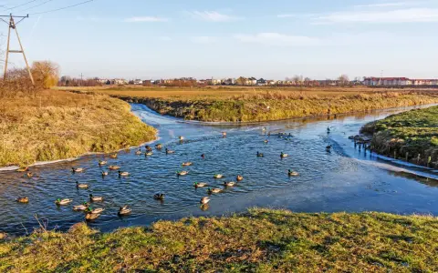 Kaczki pływają na skrzyżowaniu rzek w Wągrowcu. Woda częściowo zamarznięta, otoczenie trawiaste i zarośnięte.