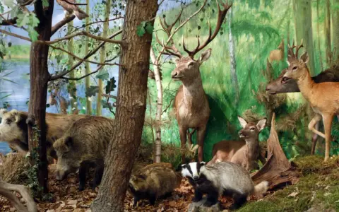 Wielkopolski Park Narodowy zwierzęta: dziki, jelenie, borsuki i ptactwo wodne w leśnej scenerii.
