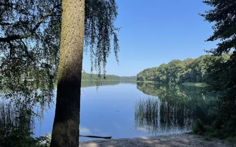 Spokojne jezioro Góreckie odbija błękitne niebo i zielone drzewa. Na pierwszym planie pień drzewa i piaszczysty brzeg.