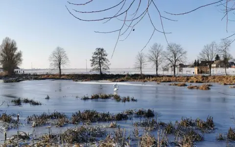 Zimowe jezioro średzkie, zamarznięte, z dwoma łabędziami na lodzie. W tle drzewa i zabudowania.