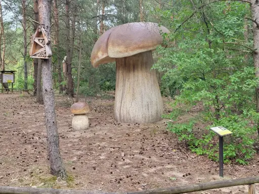 Wronki atrakcje: gigantyczne grzyby w lesie, domki dla owadów i tablice informacyjne.