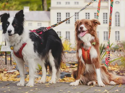 Dwa psy na smyczach, jeden czarno-biały, drugi rudy, stoją na tle miniaturowych psie budy wieś.