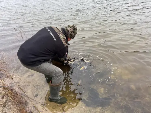 Wędkarz wypuszcza ryby do jeziora bobrowego. Woda jest mętna, widać ławicę karpi.