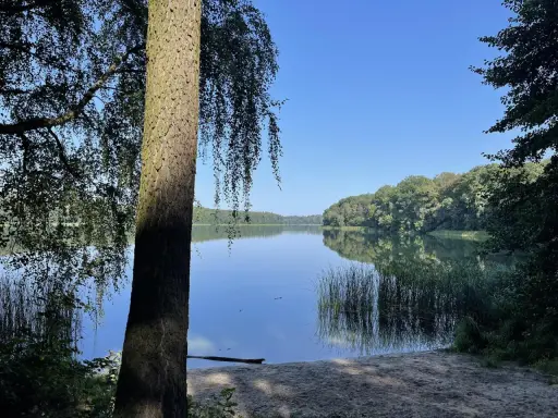 Spokojne jezioro Góreckie odbija błękitne niebo i zielone drzewa. Na pierwszym planie pień drzewa i piaszczysty brzeg.