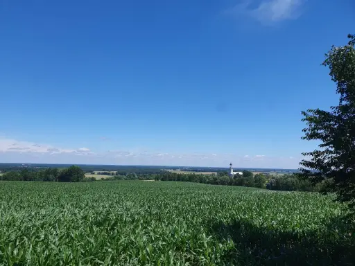 Zielone pole kukurydzy pod błękitnym niebem, w oddali kościółek i drzewa. Prawdziwa szwajcaria żerkowska.