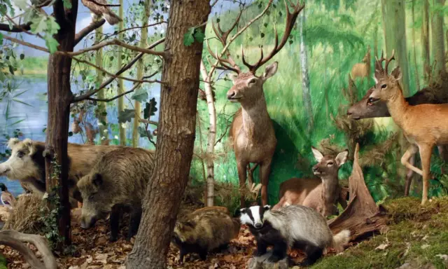 Wielkopolski Park Narodowy zwierzęta: dziki, jelenie, borsuki i ptactwo wodne w leśnej scenerii.