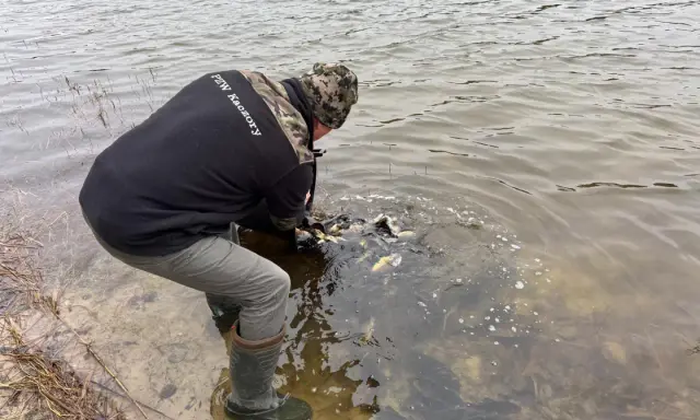 Wędkarz wypuszcza ryby do jeziora bobrowego. Woda jest mętna, widać ławicę karpi.