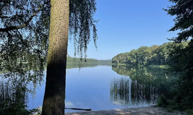Spokojne jezioro Góreckie odbija błękitne niebo i zielone drzewa. Na pierwszym planie pień drzewa i piaszczysty brzeg.