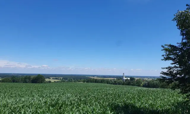 Zielone pole kukurydzy pod błękitnym niebem, w oddali kościółek i drzewa. Prawdziwa szwajcaria żerkowska.