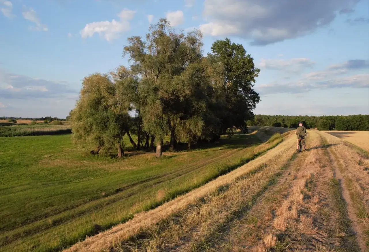 Rowerzysta przemierza malowniczą ścieżkę w nadwarciańskim parku krajobrazowym, otoczony zielenią i złotymi polami.