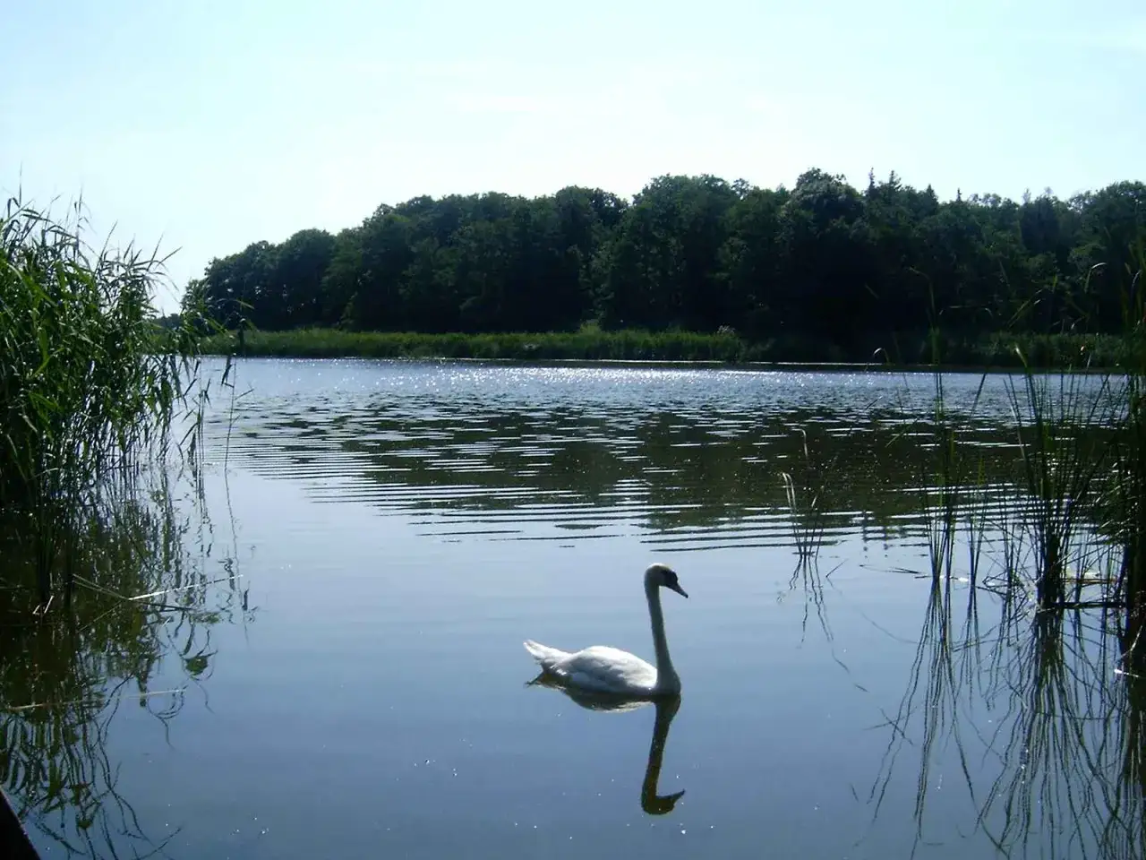 Łabędź pływa po spokojnym jeziorze, otoczonym gęstym lasem. To idylliczna wyspa konwaliowa, gdzie natura kwitnie.