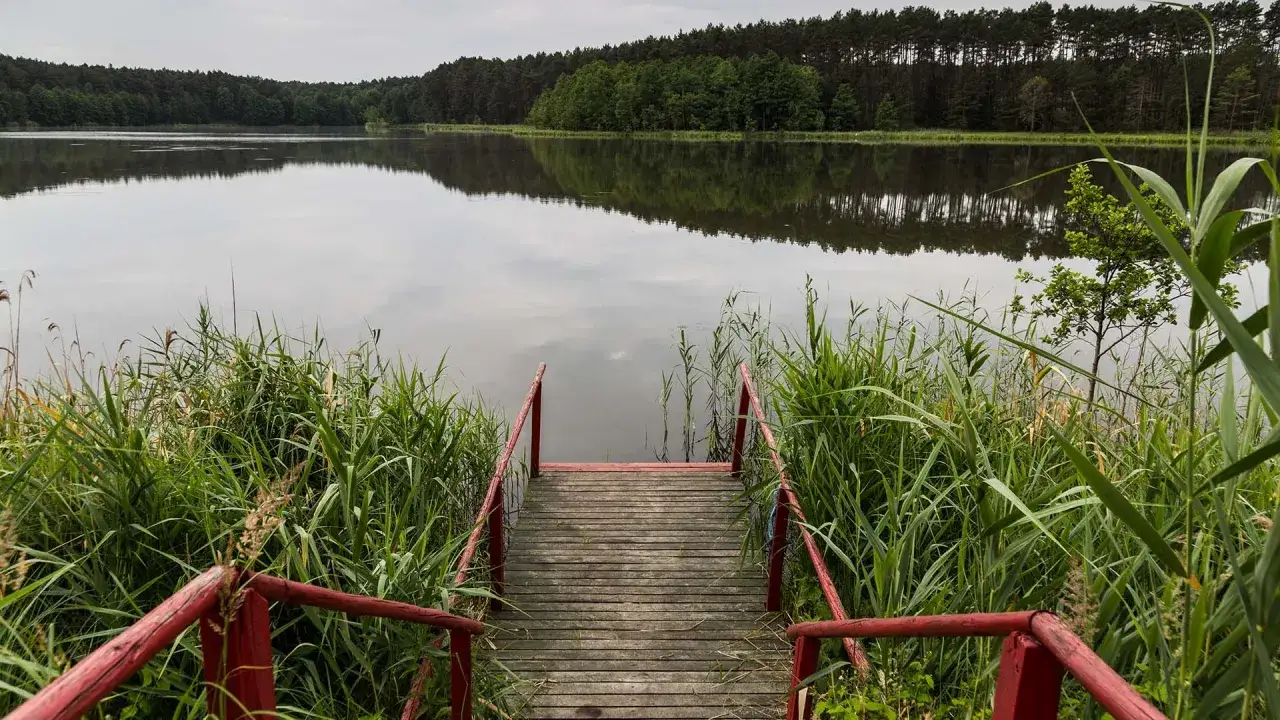 Drewniane schodki prowadzą do spokojnego jeziora w Sierakowskim Parku Krajobrazowym. Otoczone bujną zielenią trzcin, zapraszają do kontemplacji natury.